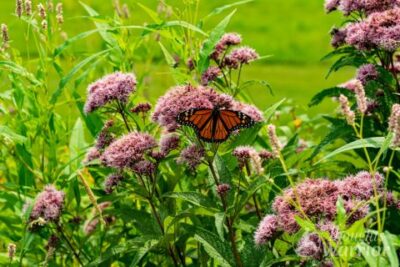 butterfly on flower
