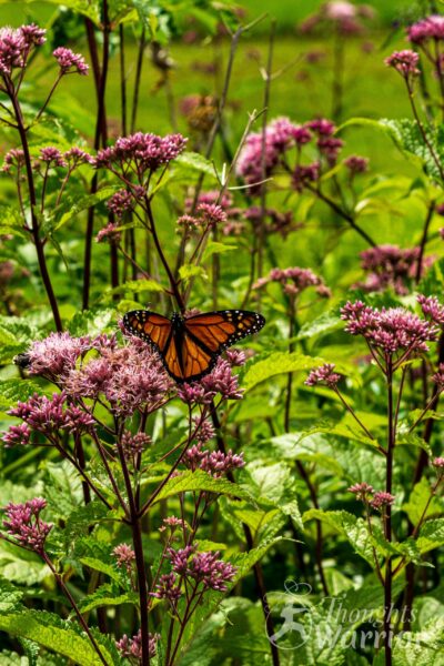 butterfly on flower