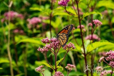 butterfly on flower